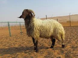Eid al-Adha