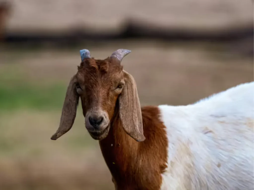 Qurbani rules in Islam