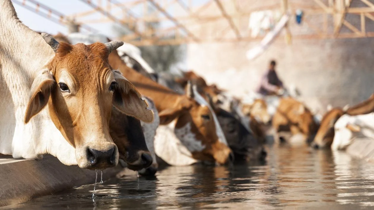 Qurbani rules