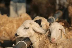 Qurbani Guide